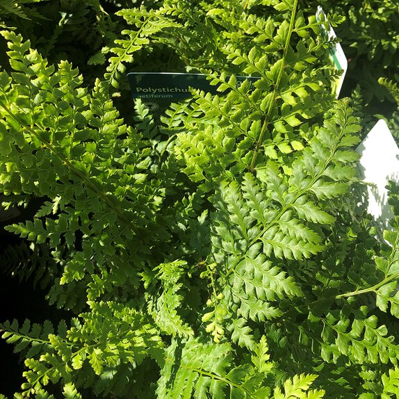 Polystichum setiferum