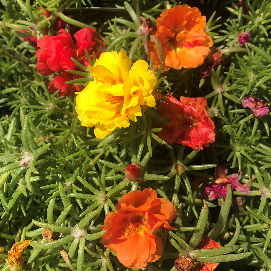 Portulaca Tropical Mixed 1 litre pot - Knights Garden Centres