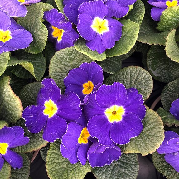 Primrose Blue 9cm pot