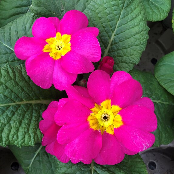 Primrose Pink 9cm pot