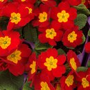 Primrose Red 9cm pot