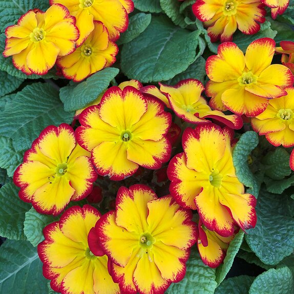 Primrose Red Bicolour 9cm pot