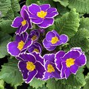 Primrose Sparkly Blue 9cm pot