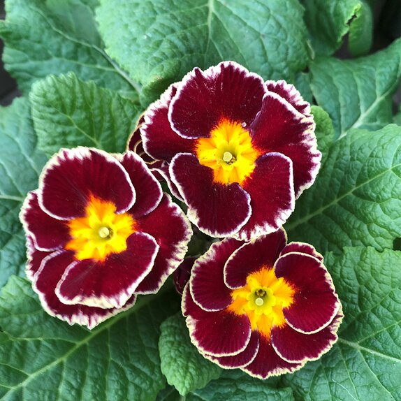 Primrose Sparkly Wine Red 9cm pot