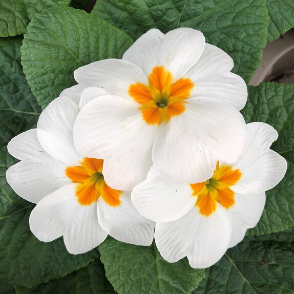 Primrose White 9cm pot