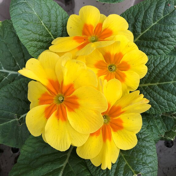 Primrose Yellow 9cm pot