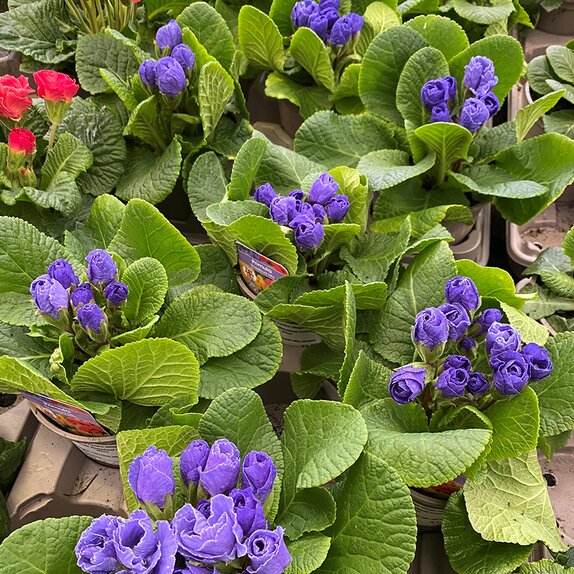 Primula Rosebud Crocus Blue - image 2