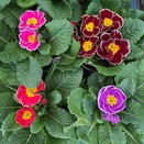 Primula Sparkly Mix