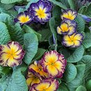 Primula Starflame Antique Shades