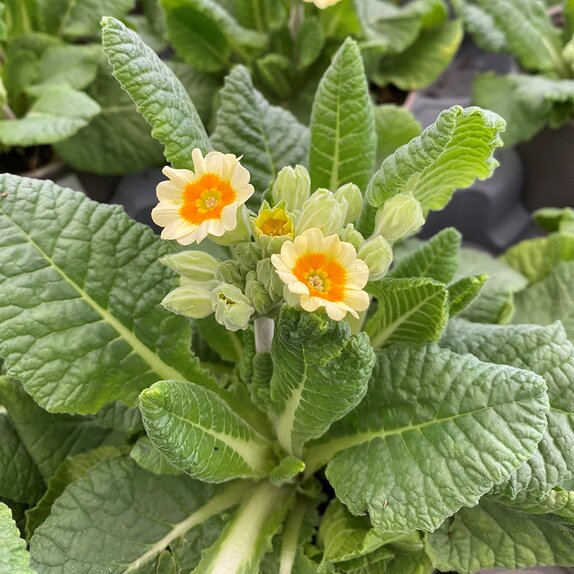 Primula Veris Lime Orange