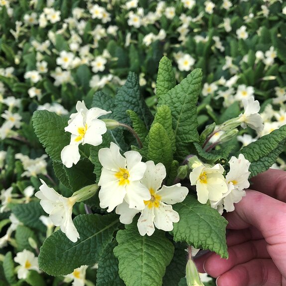 Primula Vulgaris Wild Primrose 10.5cm pot - image 1