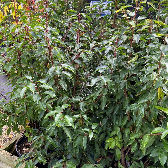 Prunus lusitanica 'Angustifolia' 3 litre pot - image 2