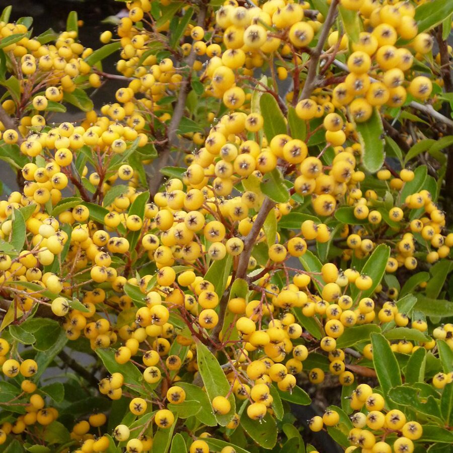 Pyracantha Cadaune Saphyr Jaune - Knights Garden Centres