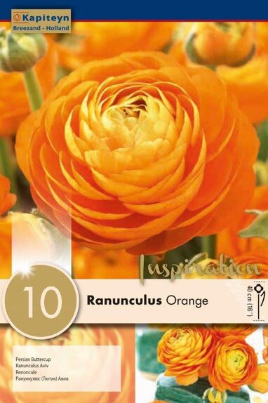 Ranunculus Aviv Orange