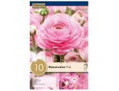 Ranunculus Aviv Pink