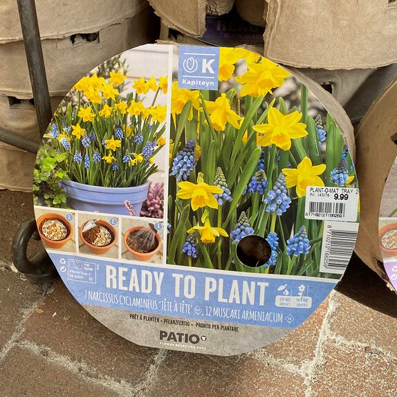 Ready to Plant Tray Narcissus