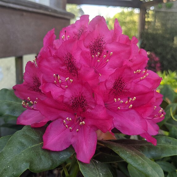 Rhododendron Hybrid Nova Zembla