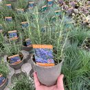 Rosemary Miss Jessop's 11cm pot