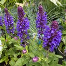 Salvia Blue Marvel 3 litre pot