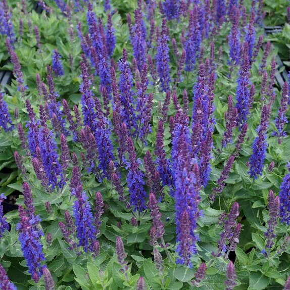 Salvia Sensation Blue - Knights Garden Centres