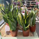 Sansevieria trifa. mixed