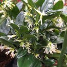 Sarcococca confusa - image 1