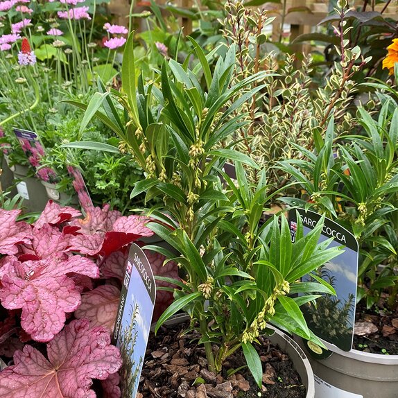 Sarcococca hookerianua 'Ghorepani'