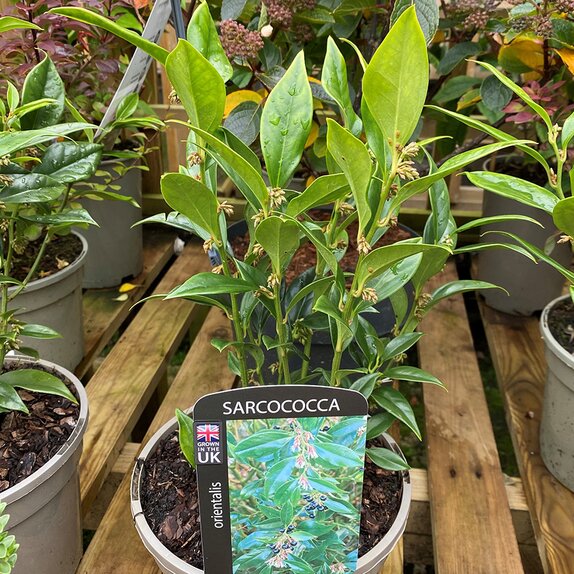 Sarcococca orientalis