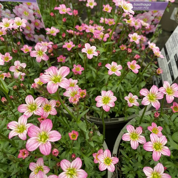 Saxifraga Touran Pink