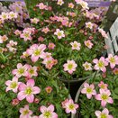 Saxifraga Touran Pink