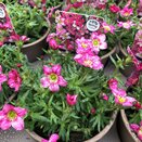 Saxifrage Alpino Early Carnival