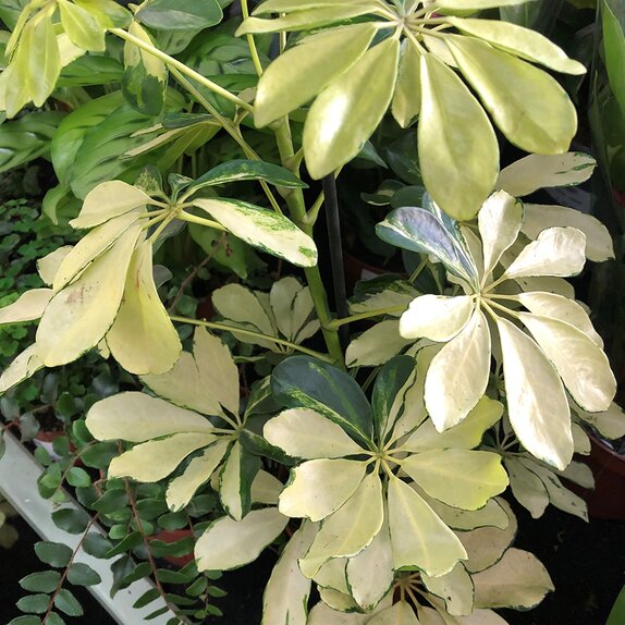 Schefflera arbor. 'Melanie' Umbrella Plant - Knights Garden Centres