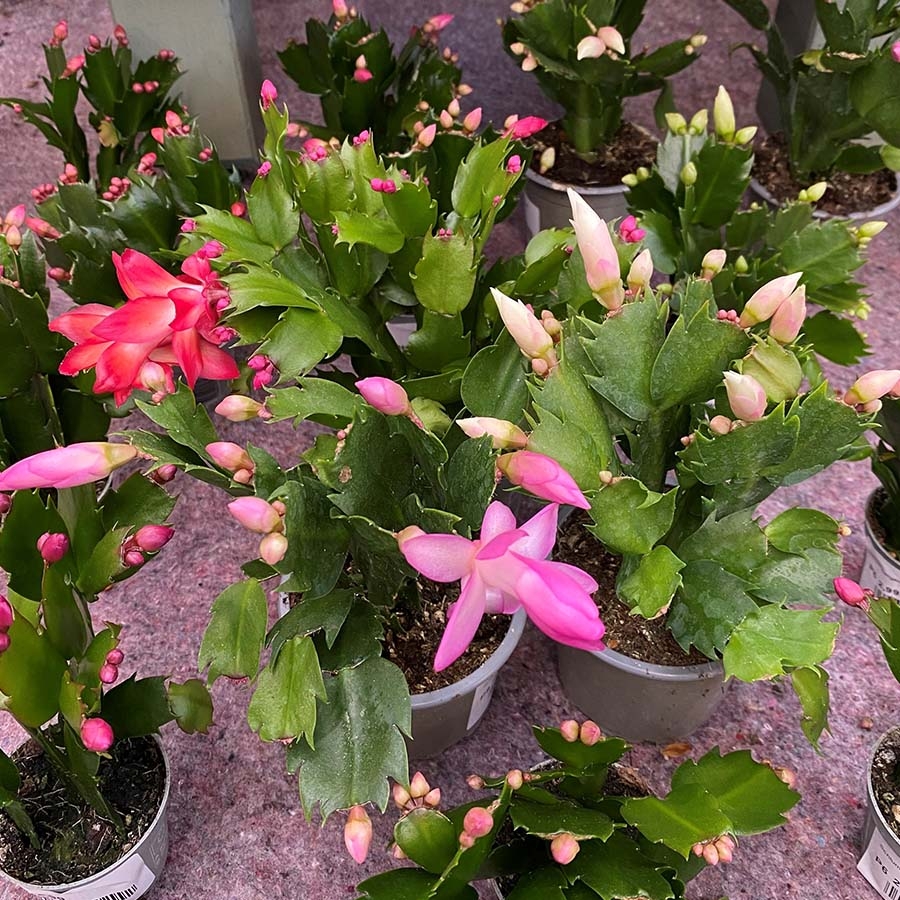 Schlumbergera Cactus 9cm - Knights Garden Centres