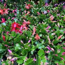 Schlumbergera mixed colours 10cm pot
