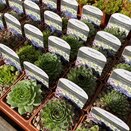 Sempervivum Hybrids Mixed