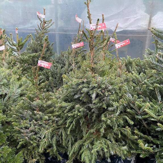 Serbian Spruce (Omorika) Pot Grown 125-150cm