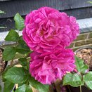 Shrub Rose Gabriel Oak by David Austin