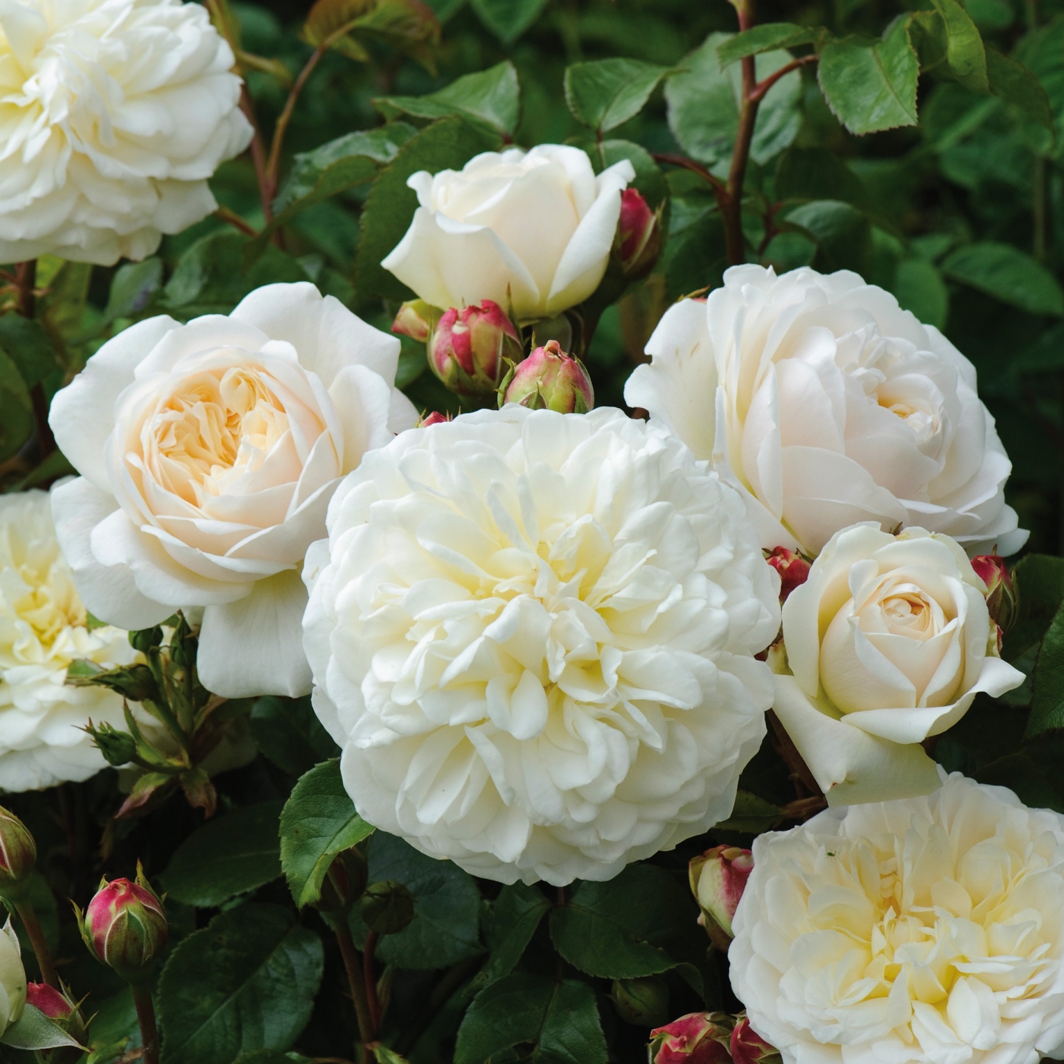 Shrub Rose Tranquility by David Austin - Knights Garden Centres 