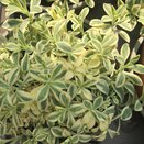 Silene Druetts Variegata 11cm pot