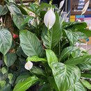 Spathiphyllum 'Bingo Cupido' Air So Pure