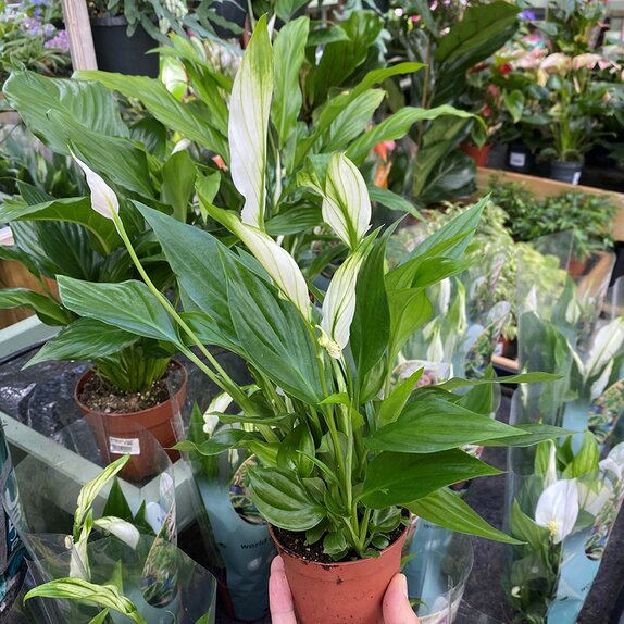 Spathiphyllum 'Pearl Cupido'