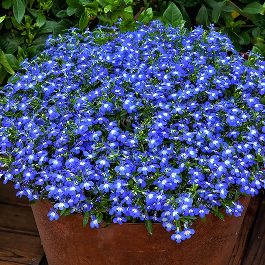 Starter Plant Lobelia Techno Upright blue 9cm pot - Knights Garden Centres