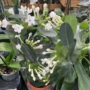 Stephanotis floribunda