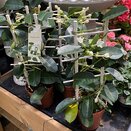 Stephanotis floribunda