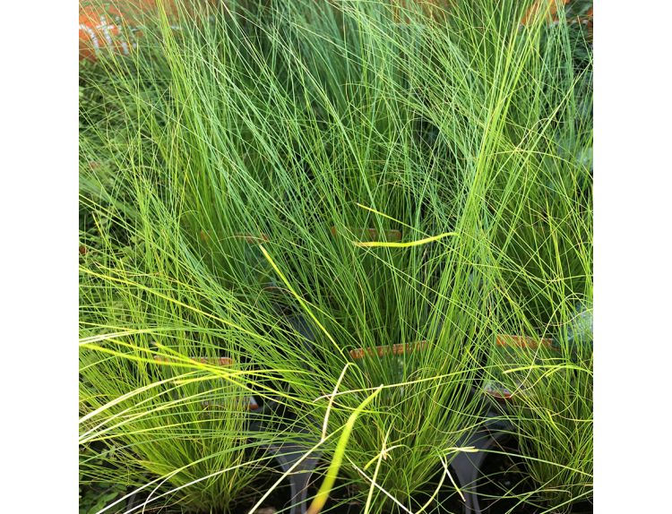 Stipa Tenuissima 11cm pot