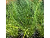 Stipa Tenuissima 11cm pot