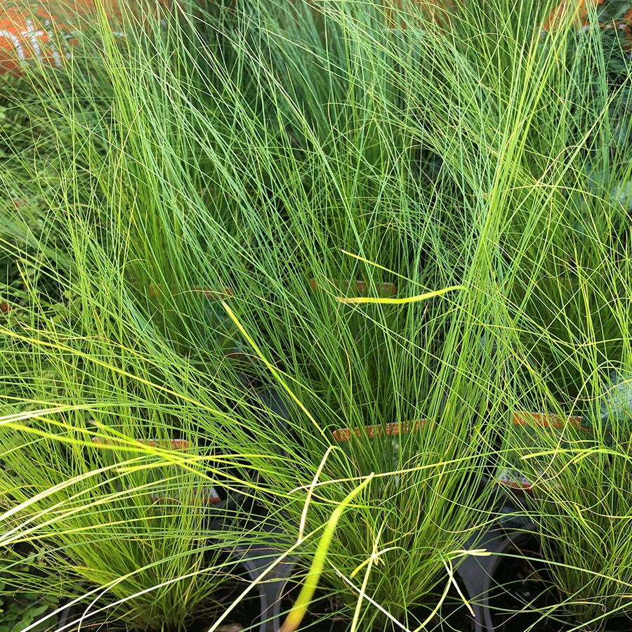 Stipa Tenuissima 11cm pot - Knights Garden Centres