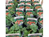 Strawberry Plant Elan White Flowered Basket Type 10.5cm pot