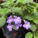 Streptocarpus saxorum