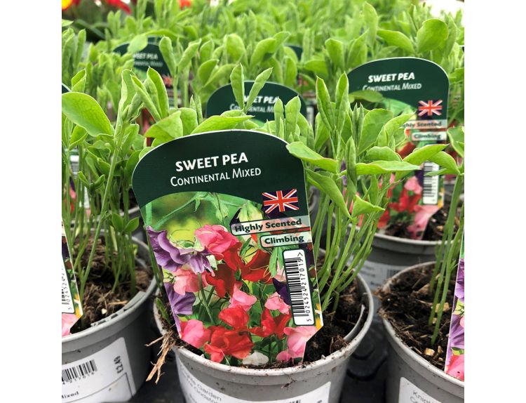 Sweet Pea Continental Mixed Seedlings 9cm pot